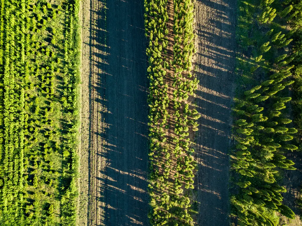 Aerial view of young trees planted in long straight rows across a field