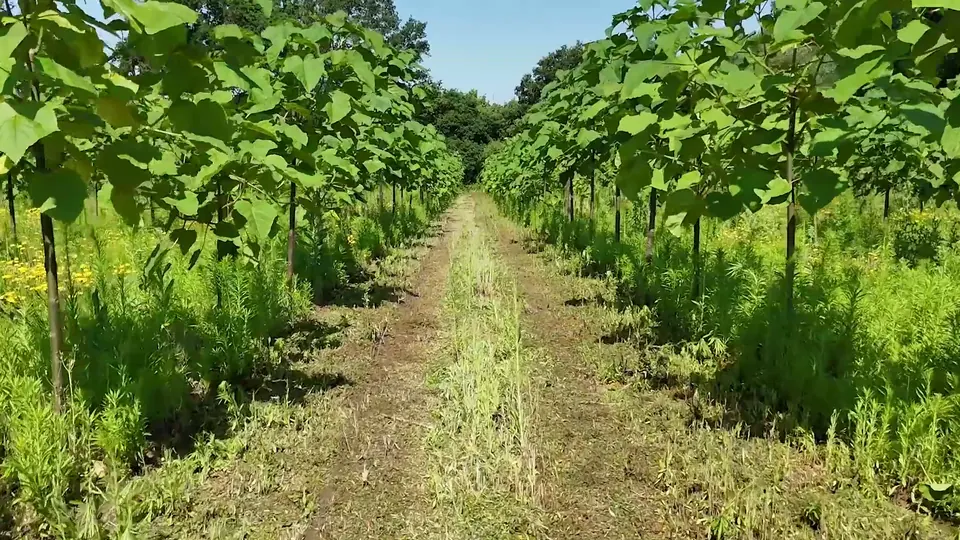 A grass path between rows of young Paulownia trees