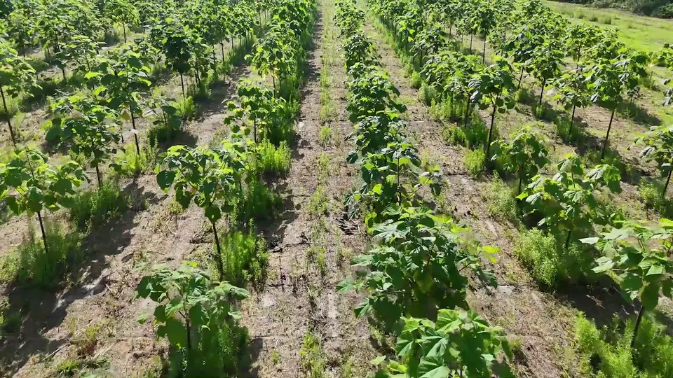 Rows of young Paulownia trees seen from above