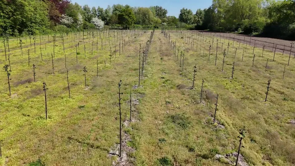 Newly planted Paulownia saplings in rows, each one staked