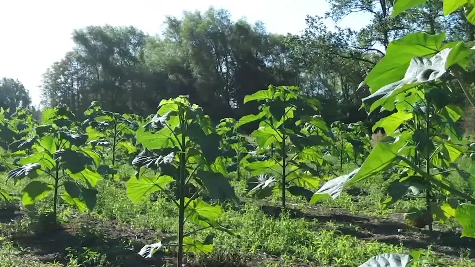 Young Paulownia trees with broad leaves under a clear sky